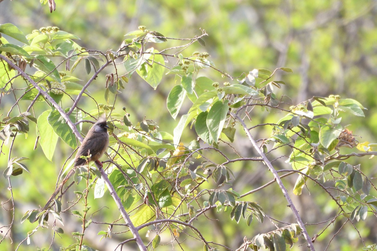 Бурокрылая птица-мышь - ML650829976