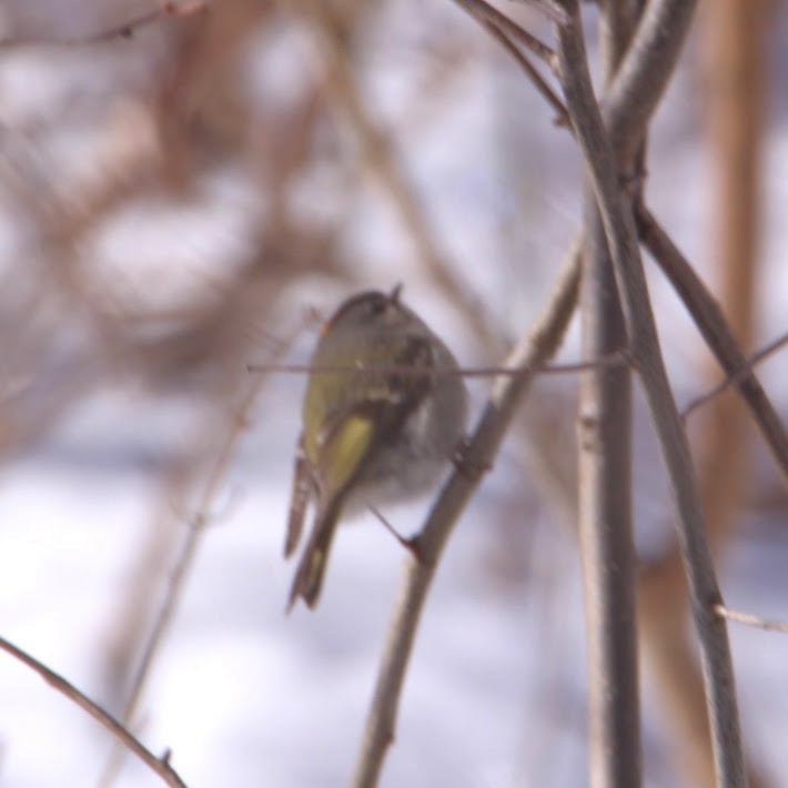 Золотомушка світлоброва - ML650830044