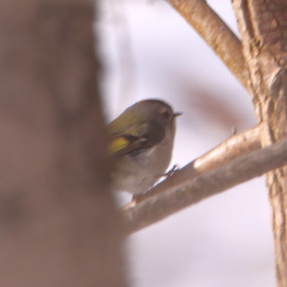 Золотомушка світлоброва - ML650830045