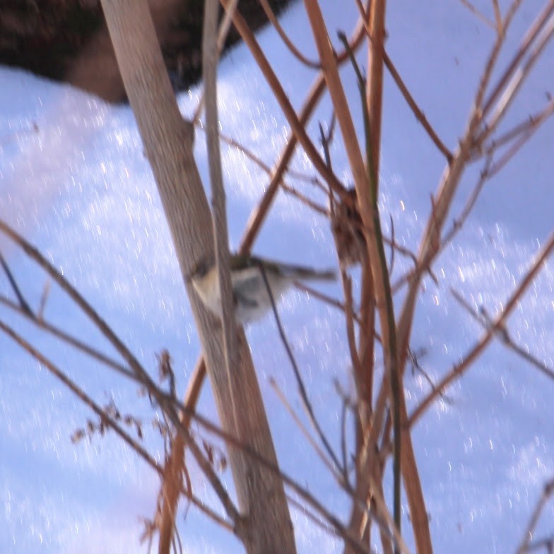 Золотомушка світлоброва - ML650830096