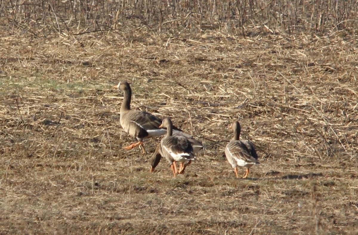 Blässgans - ML650830195