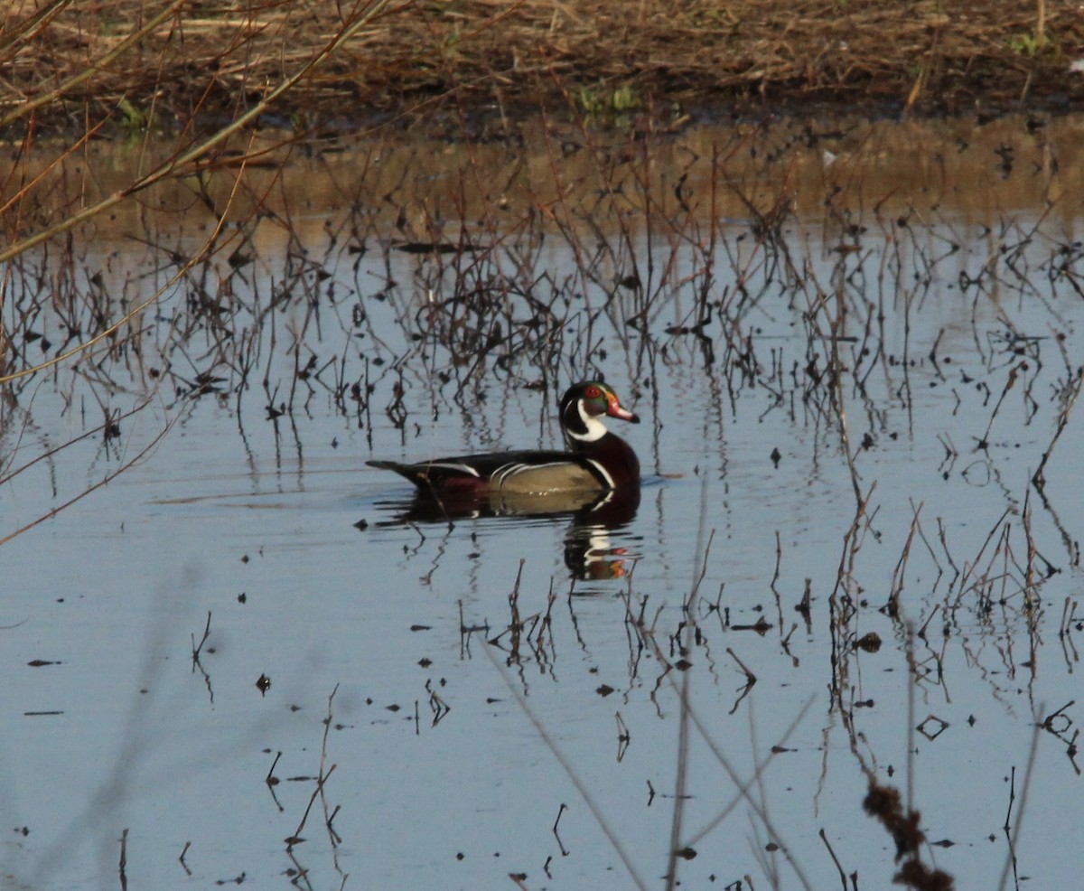 Brautente - ML650830211