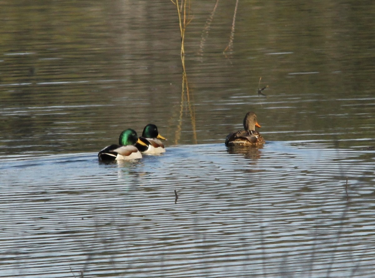 Stockente - ML650830230