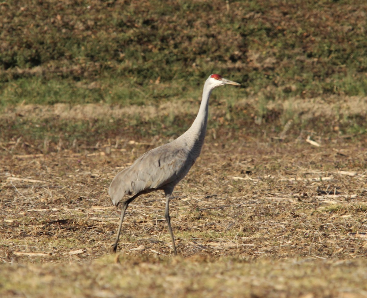 Kanadakranich - ML650830280