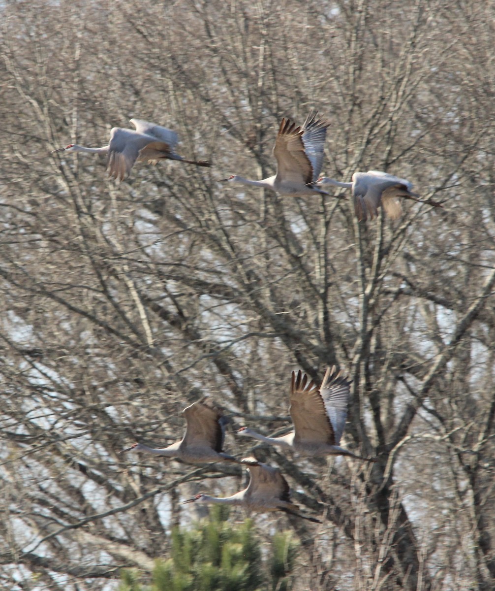 Kanadakranich - ML650830290