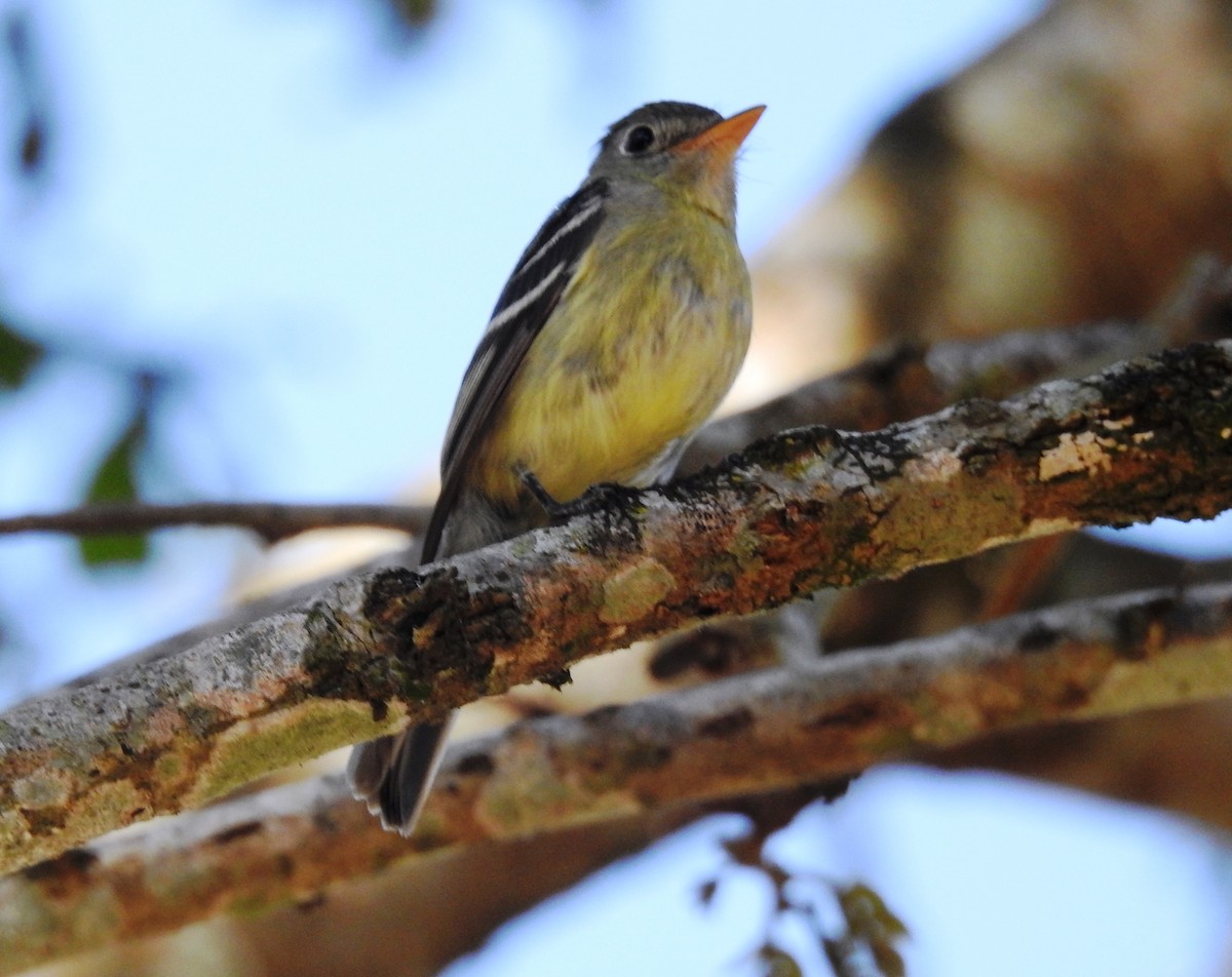 Sarı Karınlı Boreal Sinekkapan - ML650830323