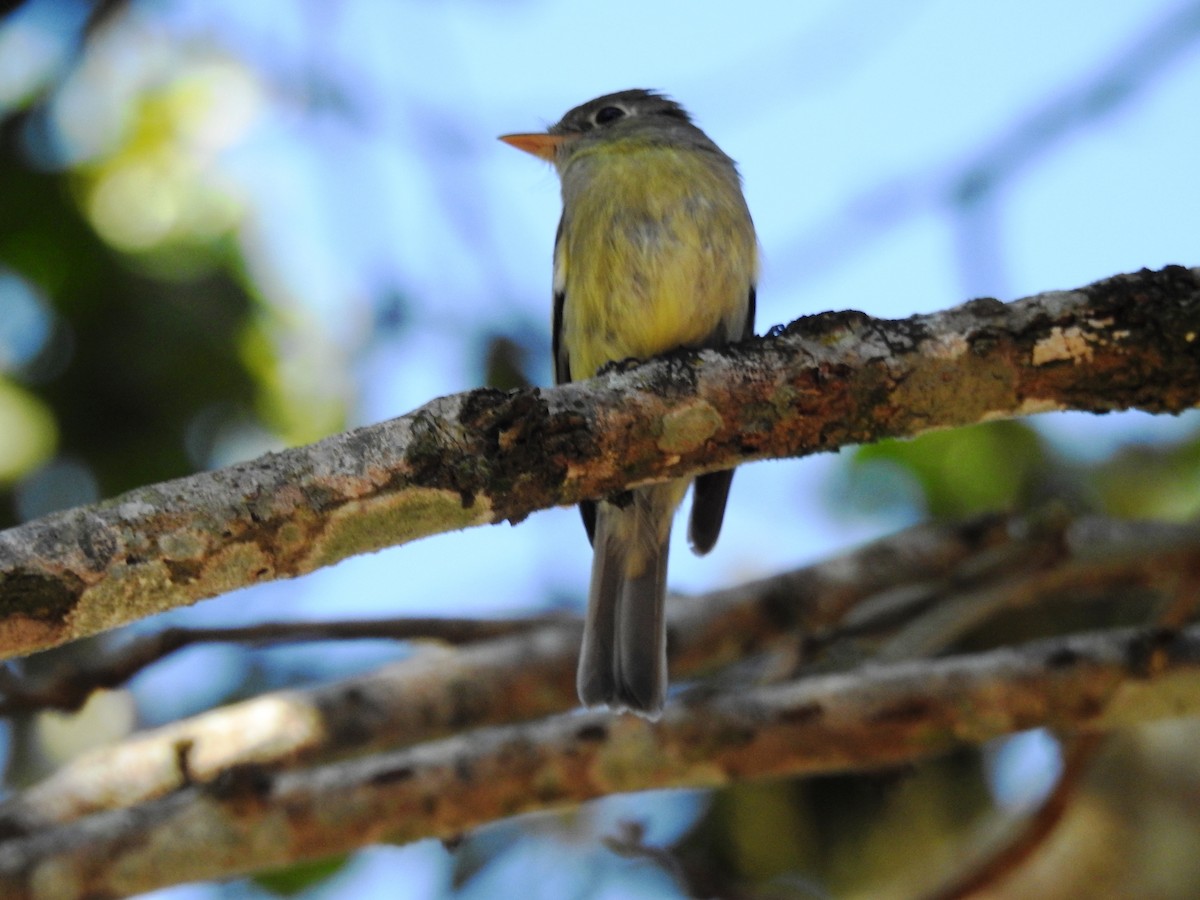 Sarı Karınlı Boreal Sinekkapan - ML650830324