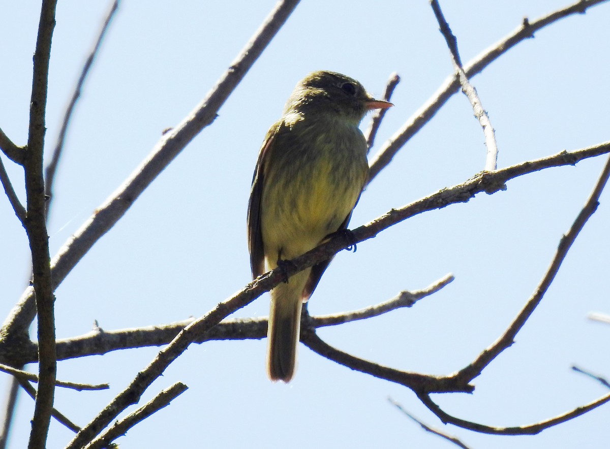 Sarı Karınlı Boreal Sinekkapan - ML650830340