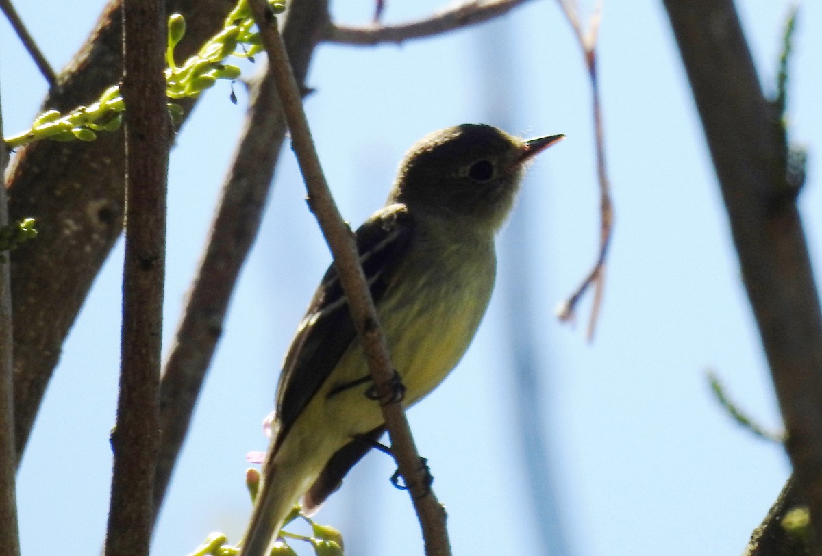 Sarı Karınlı Boreal Sinekkapan - ML650830341