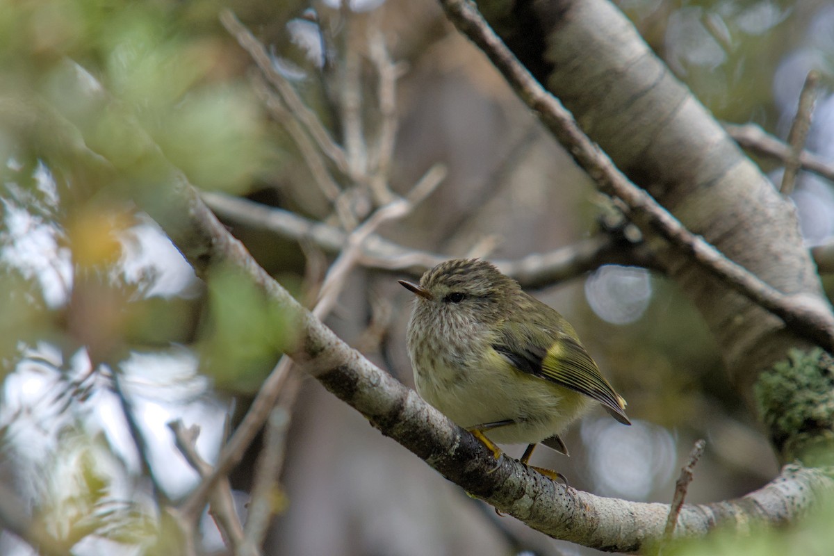 Rifleman - ML650830361