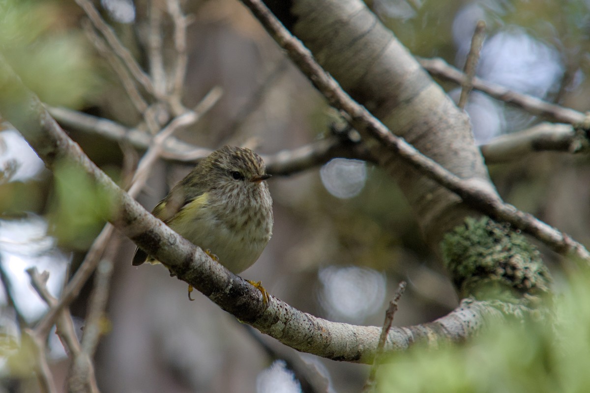 Rifleman - ML650830368