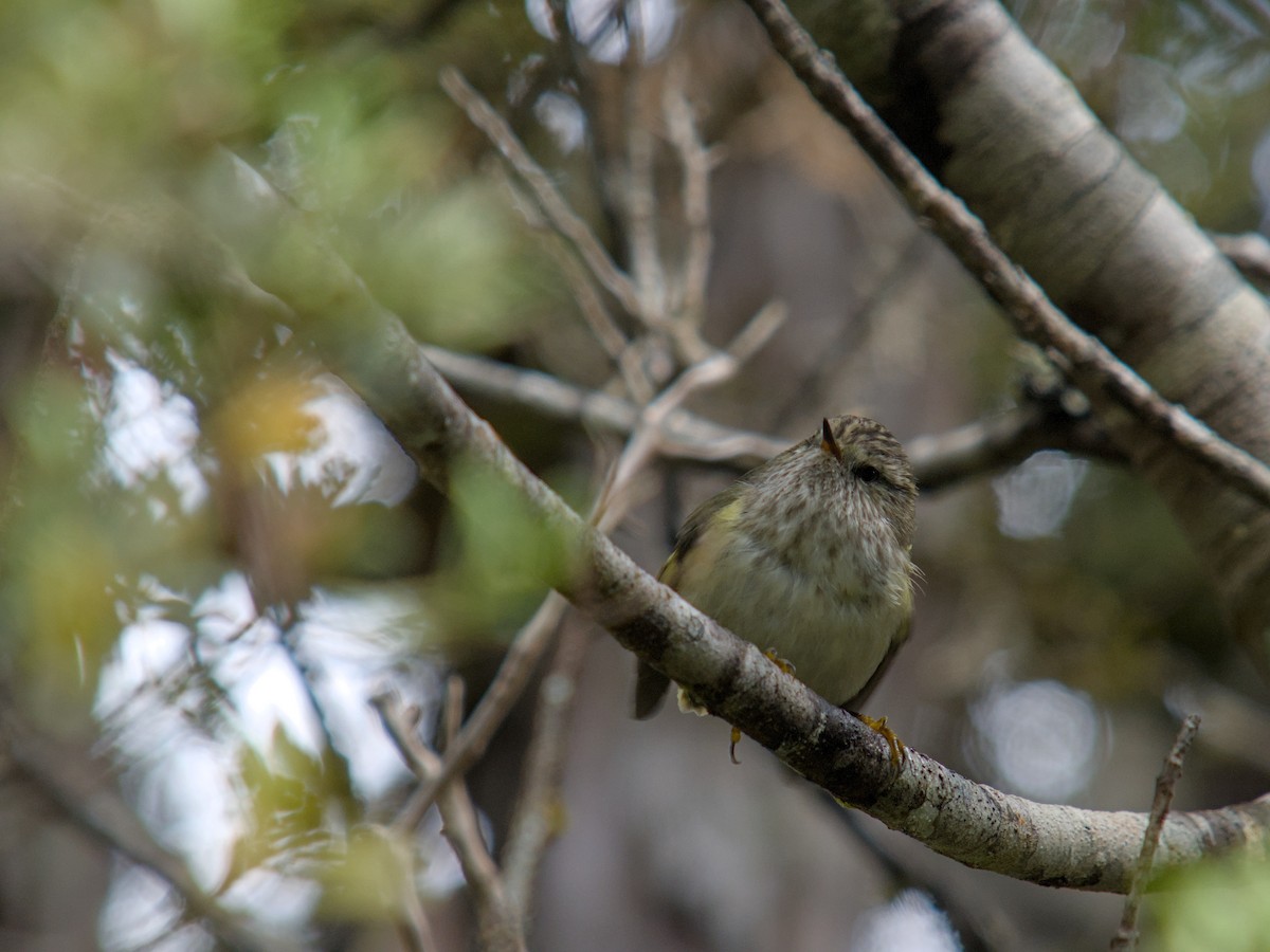 Rifleman - ML650830391