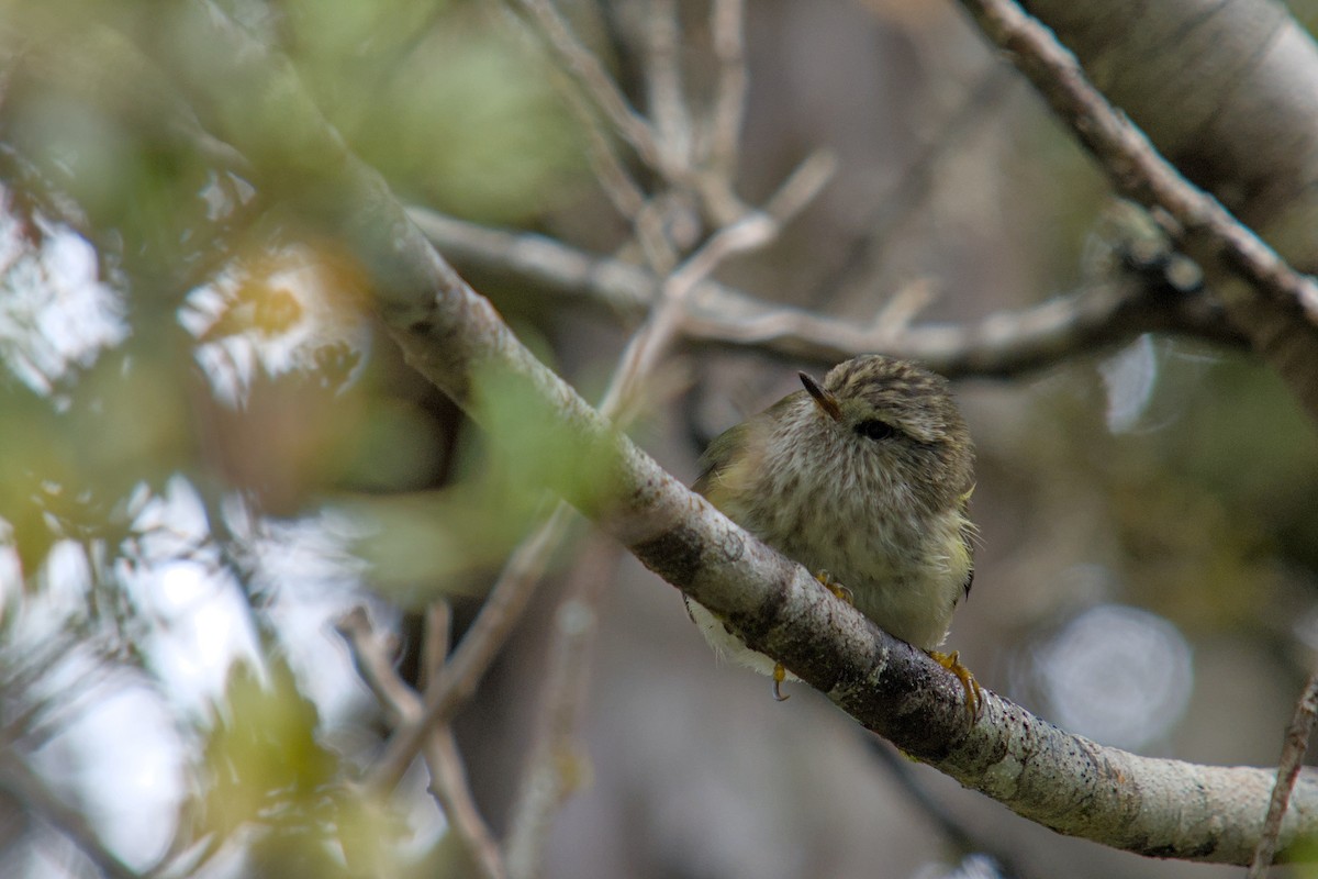 Rifleman - ML650830399