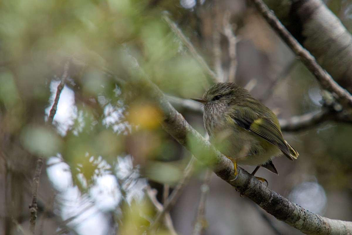 Rifleman - ML650830407