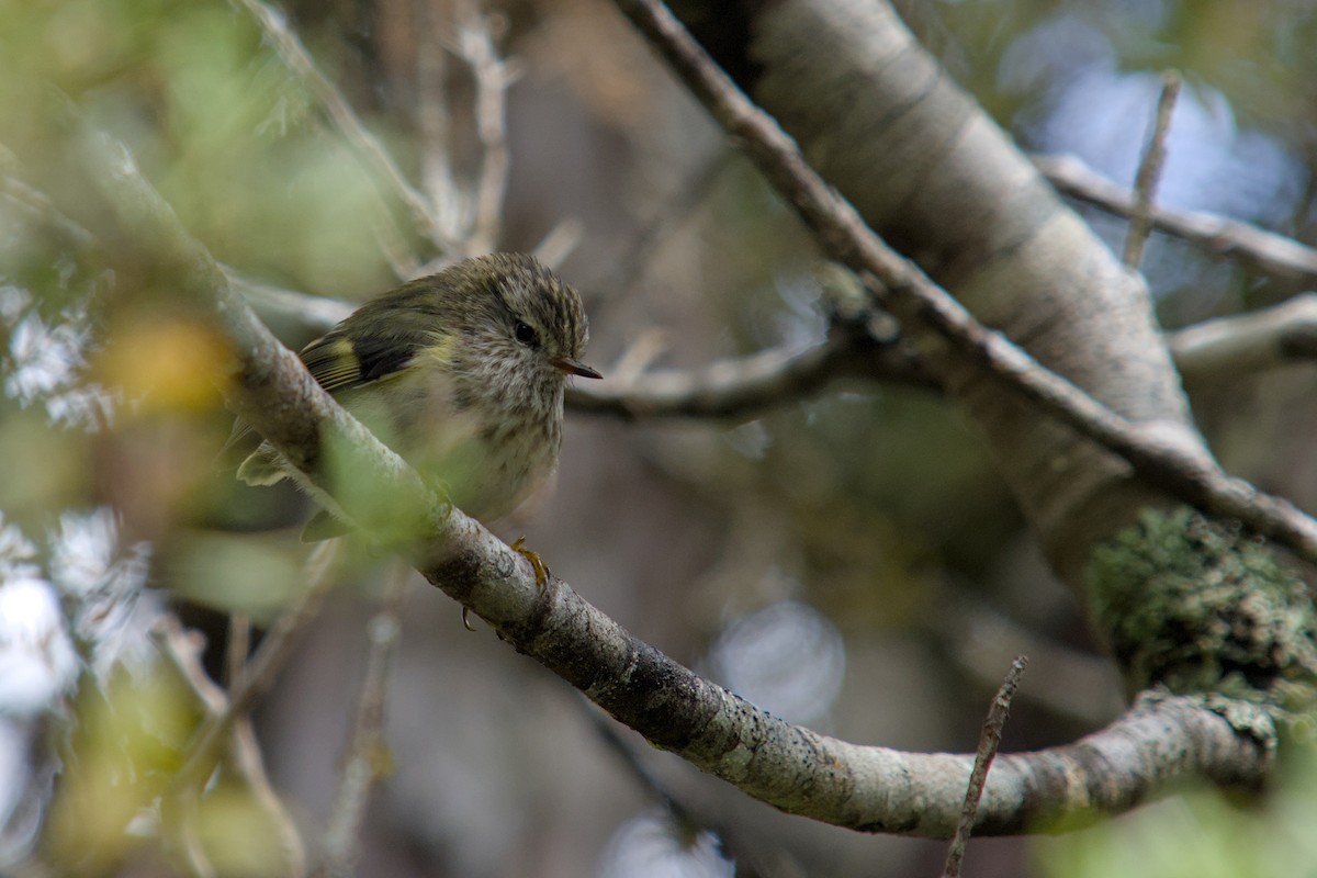 Rifleman - ML650830454