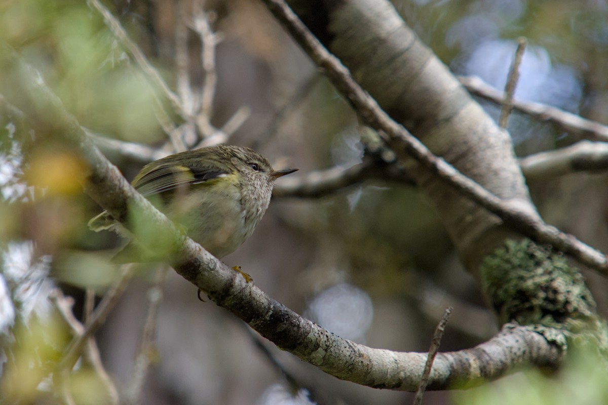 Rifleman - ML650830470