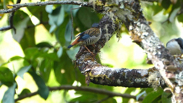 セアカチメドリ - ML650831137