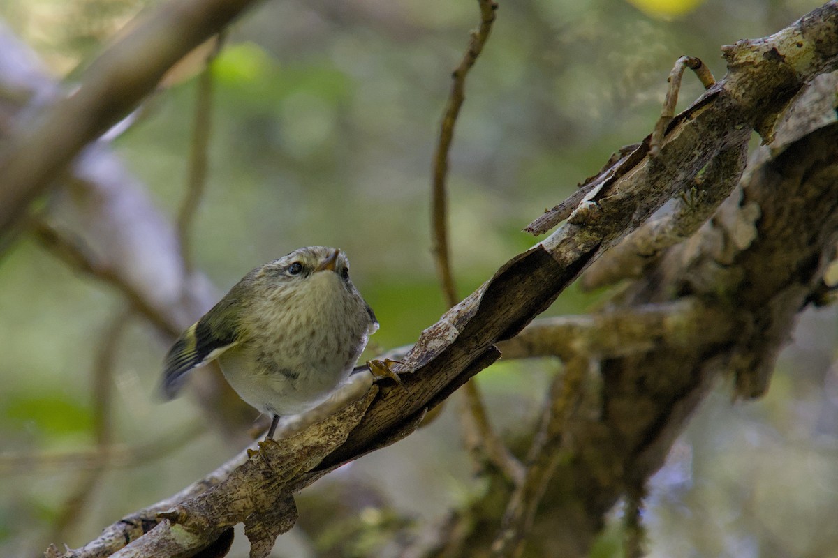 Rifleman - ML650831298