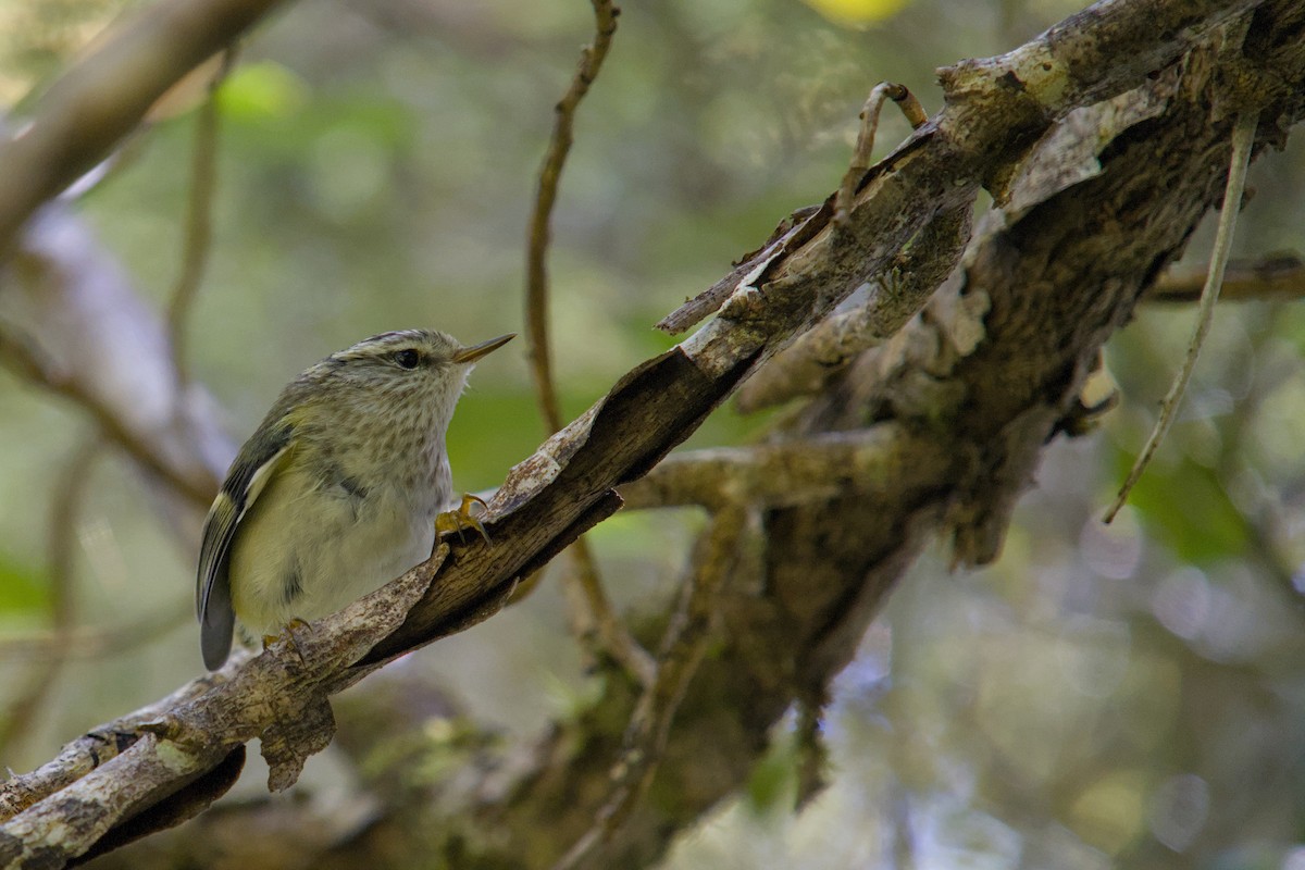 Rifleman - ML650831307