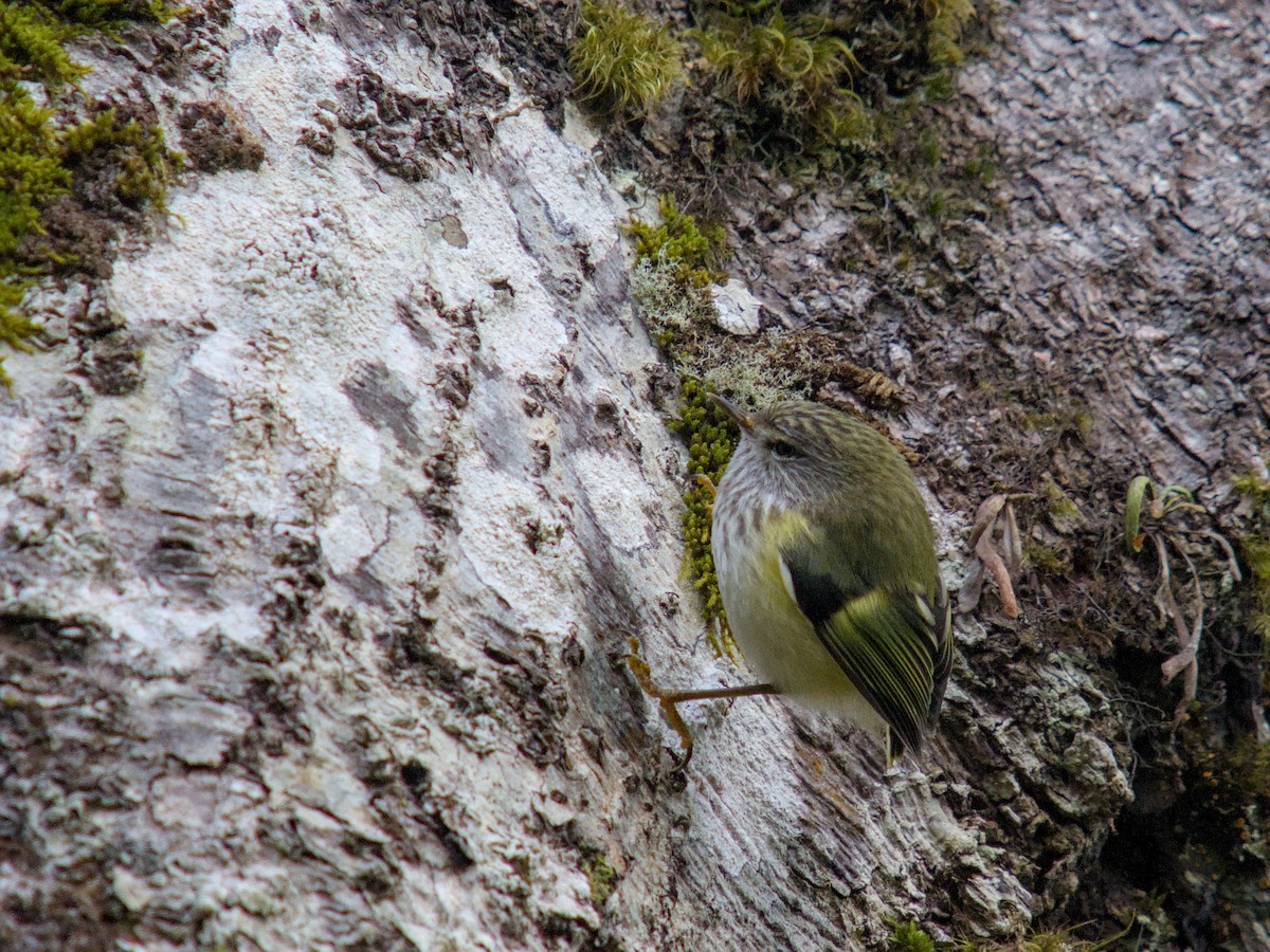 Rifleman - ML650831427