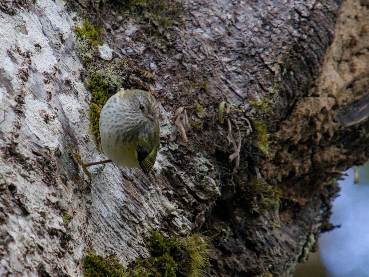 Rifleman - ML650831433