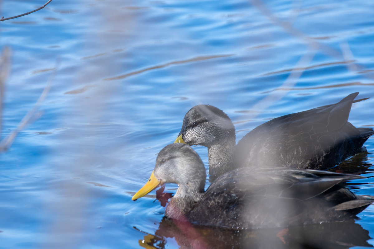 アメリカガモ - ML650831475