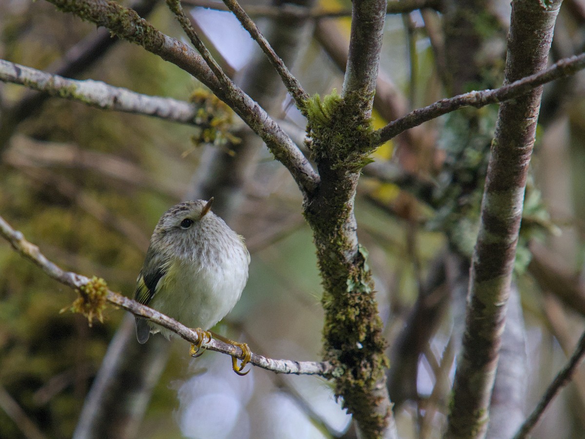 Rifleman - ML650831621