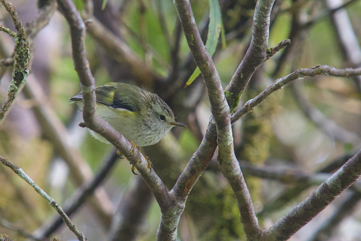 Rifleman - ML650831626