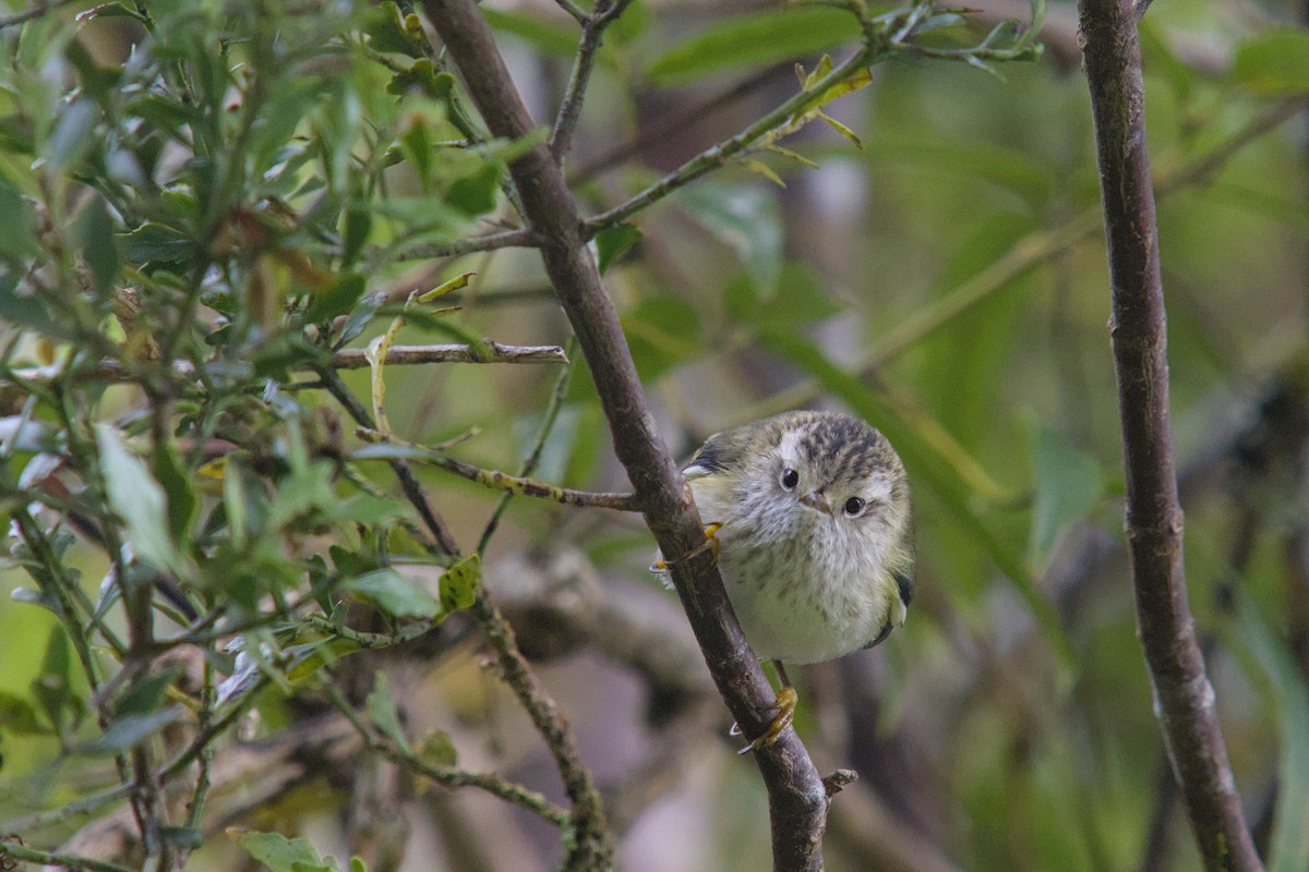 Rifleman - ML650831653