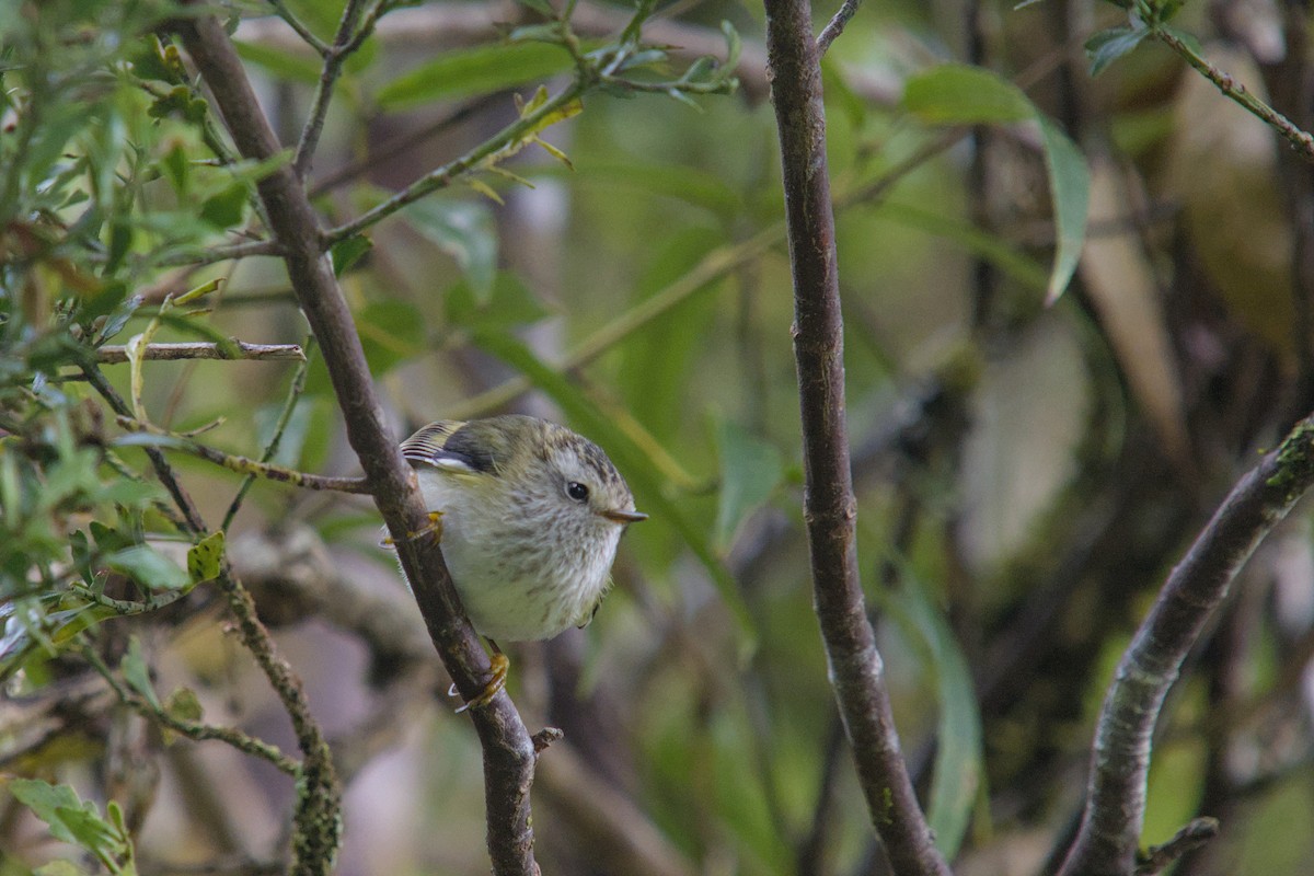 Rifleman - ML650831666