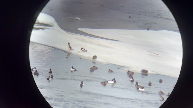 Canvasback - ML650831766