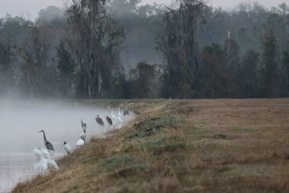 Great Blue Heron - ML650832095