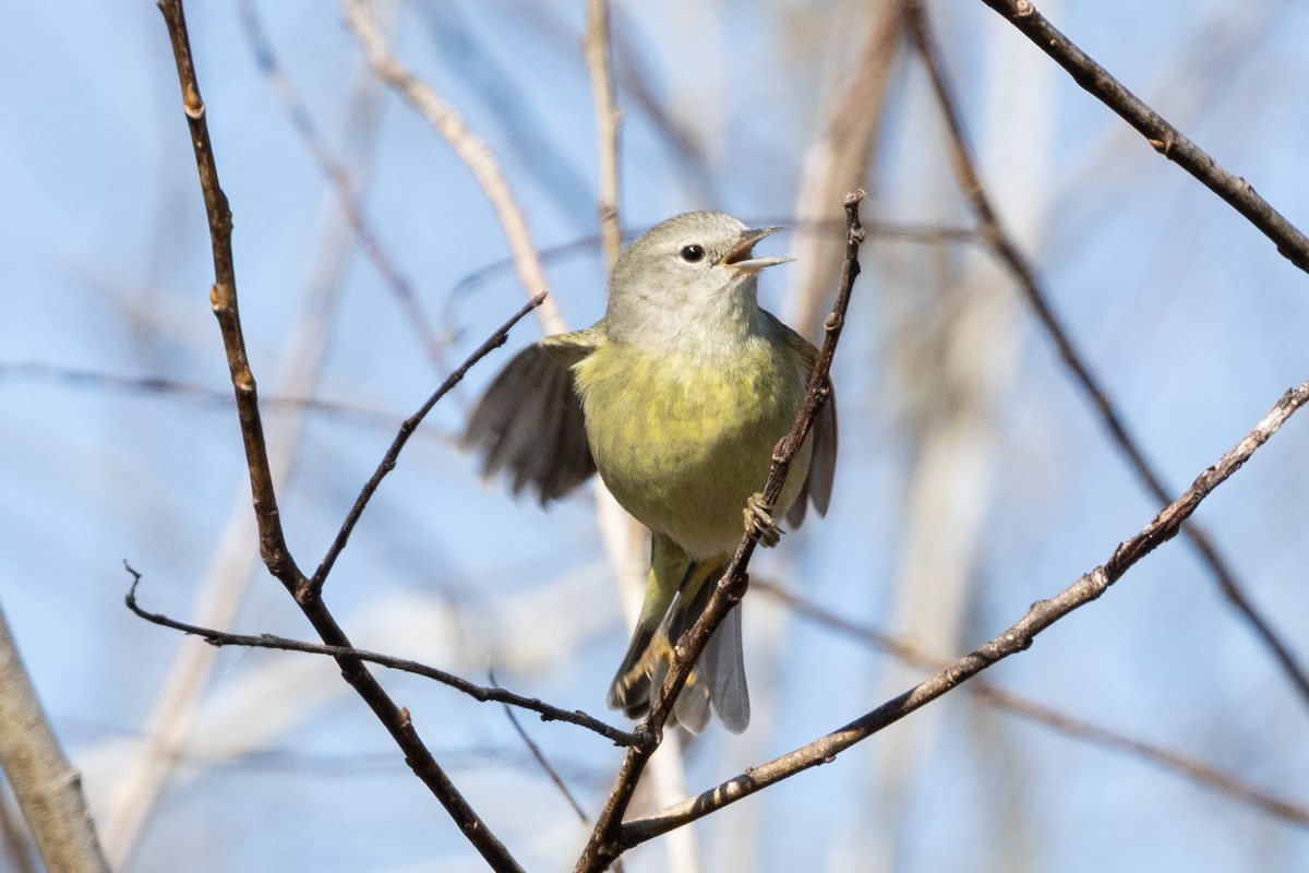 Orange-crowned Warbler - ML650832159