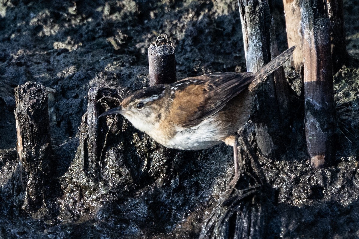 Marsh Wren - ML650832291