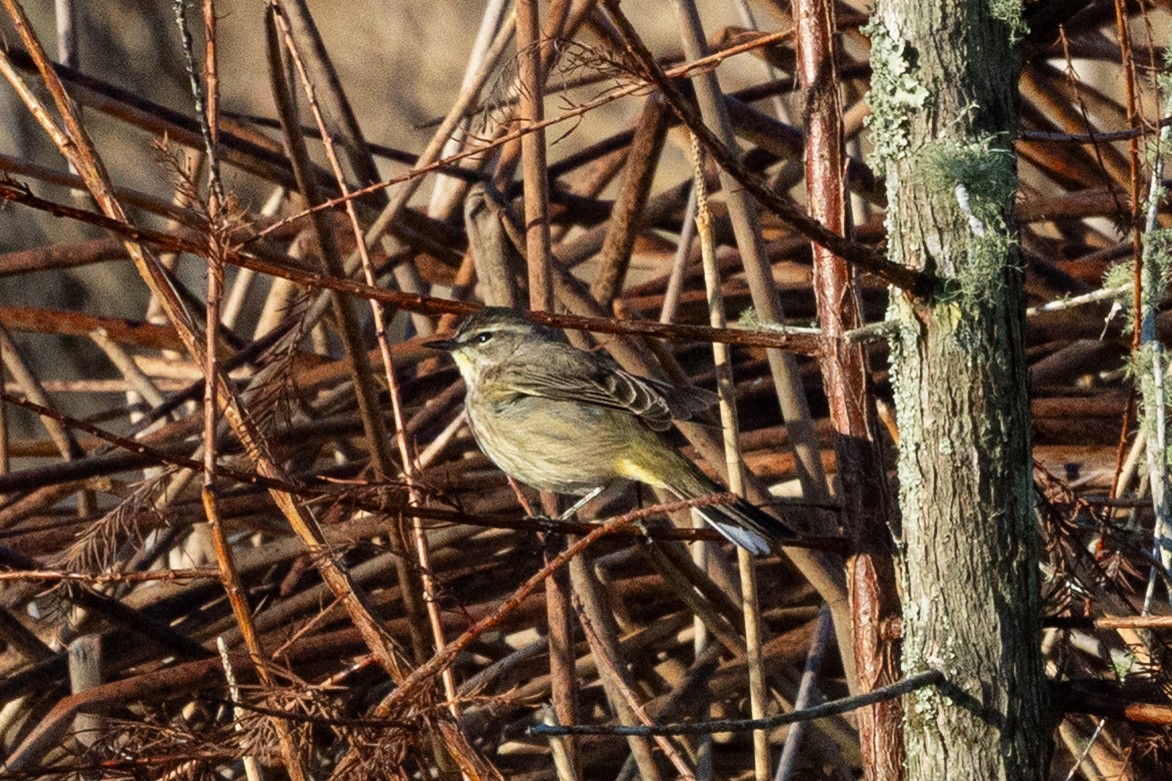 Palm Warbler (Western) - ML650832303