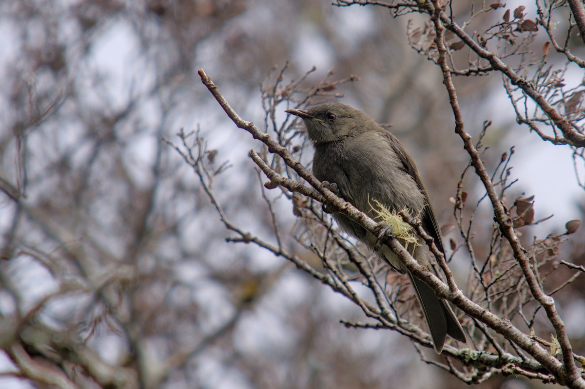 New Zealand Bellbird - ML650832441