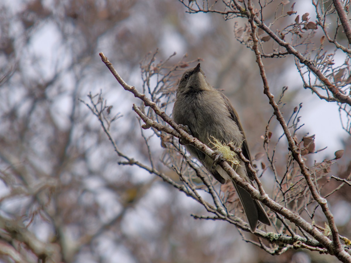 New Zealand Bellbird - ML650832449