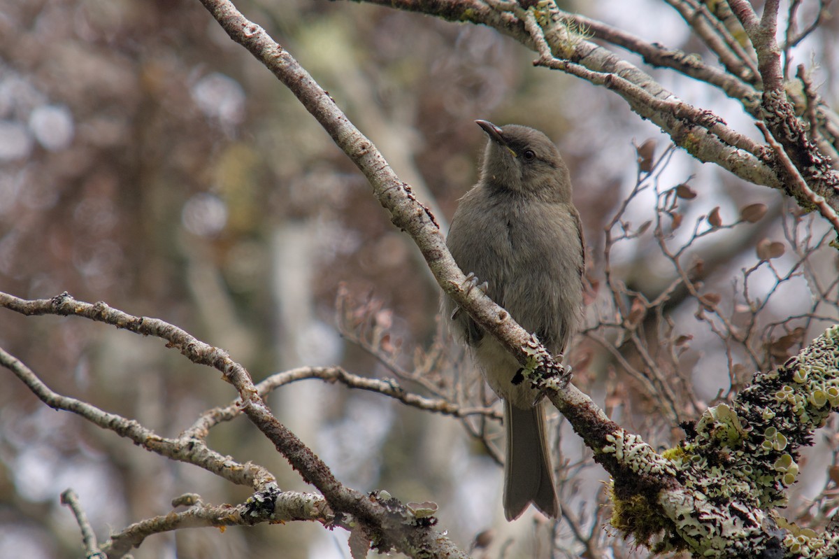 New Zealand Bellbird - ML650832453