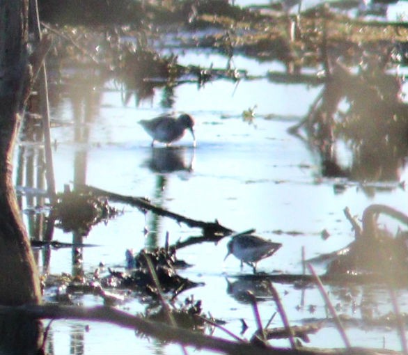 Alpenstrandläufer - ML650832458