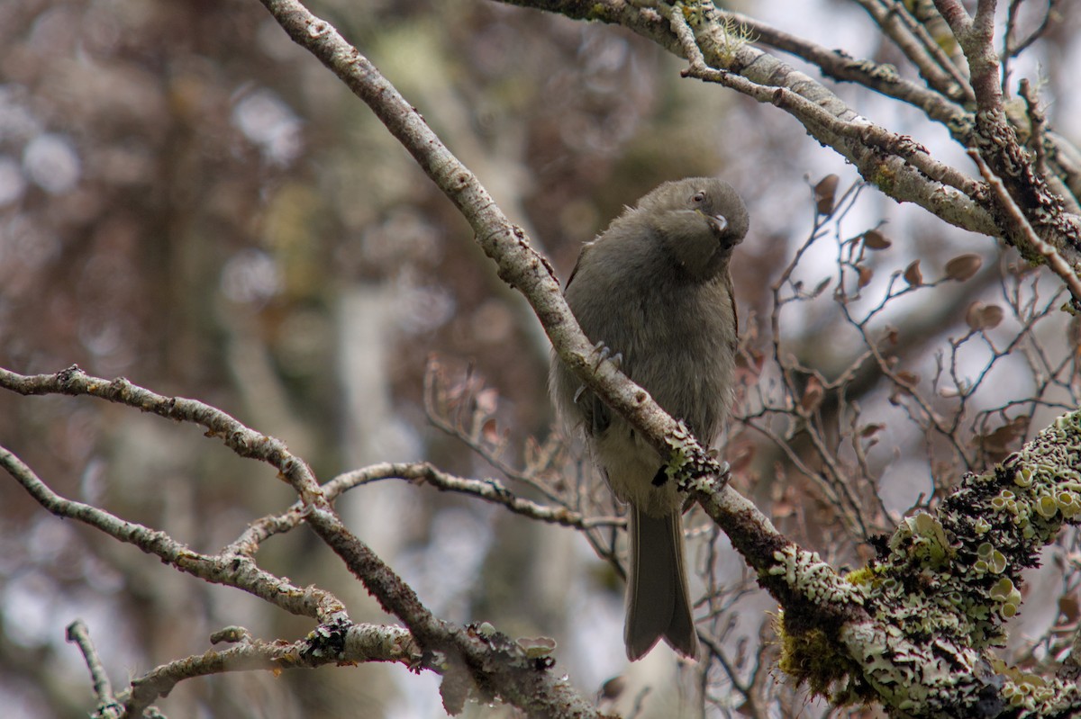 New Zealand Bellbird - ML650832461