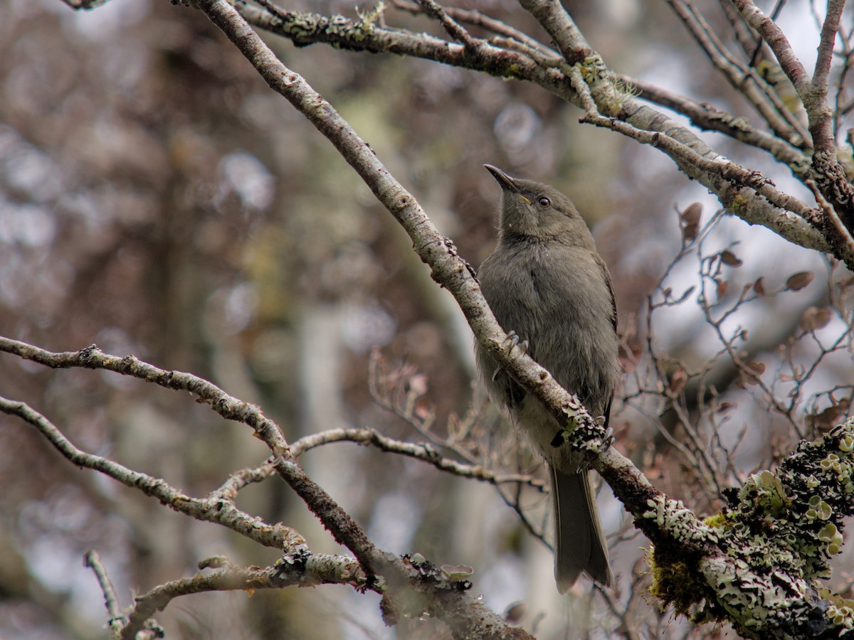 New Zealand Bellbird - ML650832465