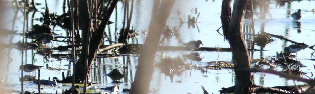 Alpenstrandläufer - ML650832547