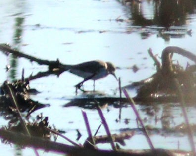 Wiesenstrandläufer - ML650832586