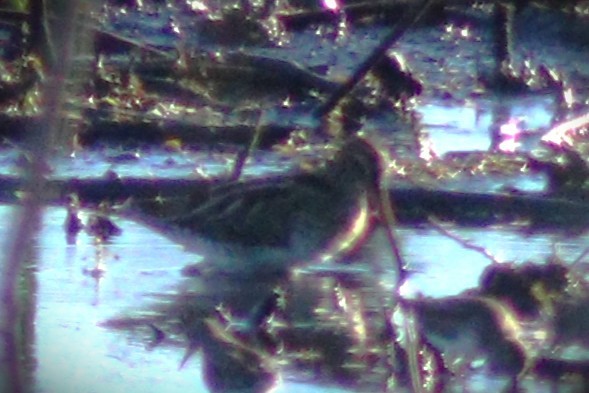 Wilsonbekassine - ML650832716