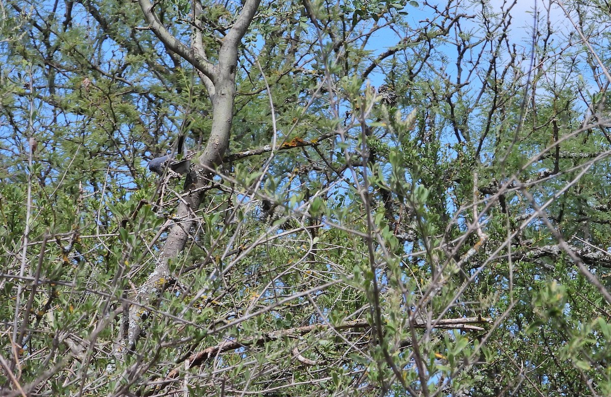 Masked Gnatcatcher - ML650832729