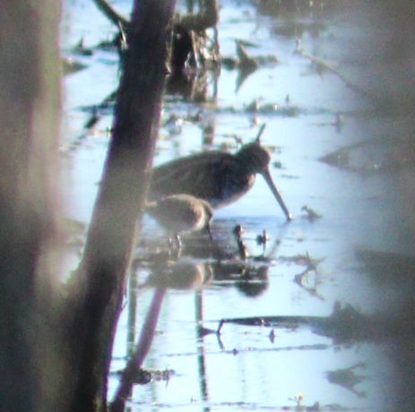 Wilsonbekassine - ML650832747