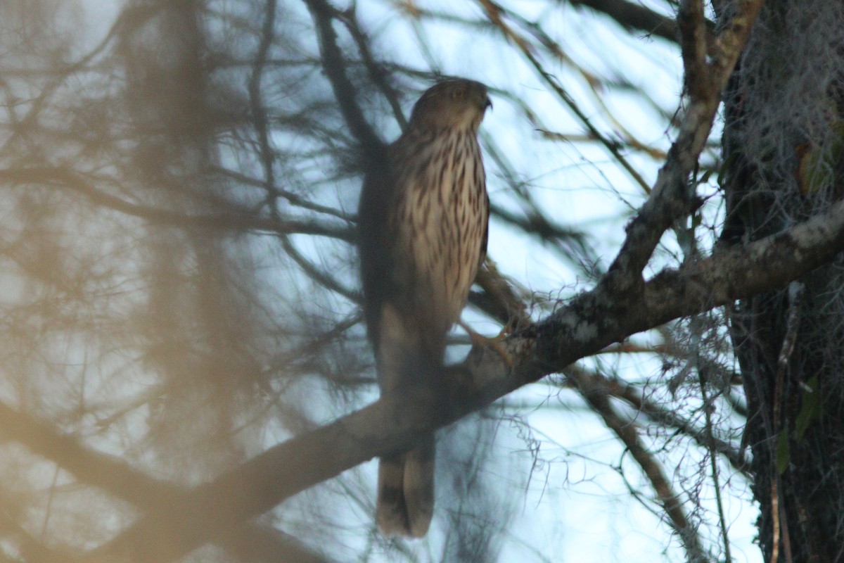 Rundschwanzhabicht - ML650832830