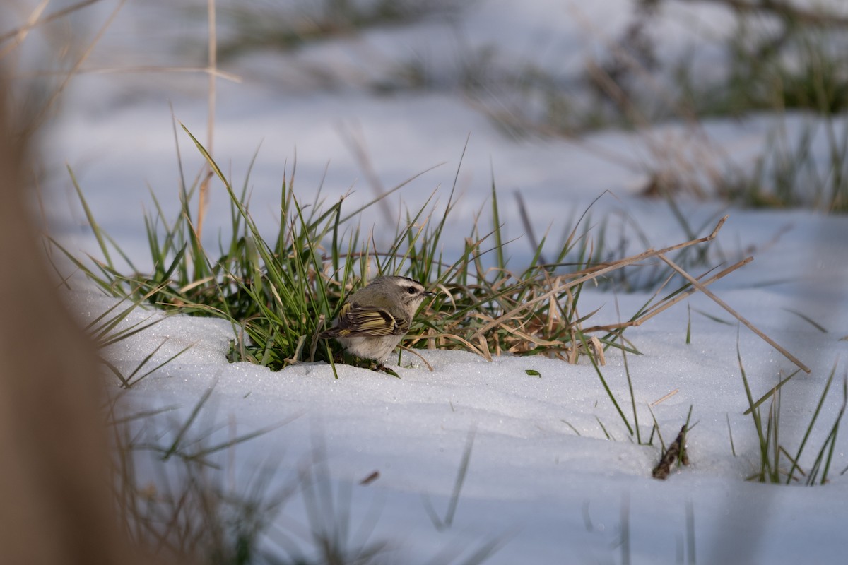 Золотомушка світлоброва - ML650833018