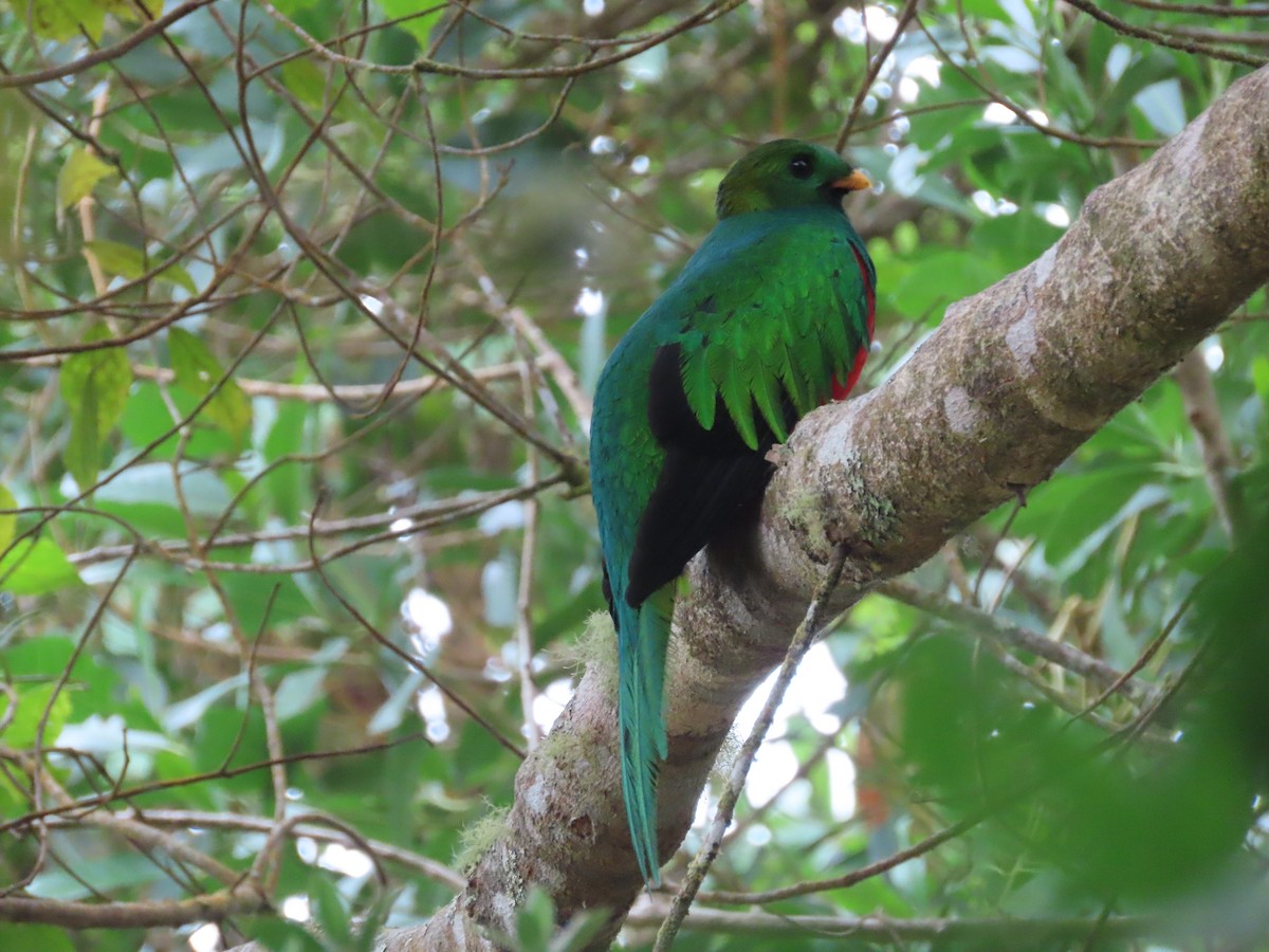 White-tipped Quetzal - ML650833093