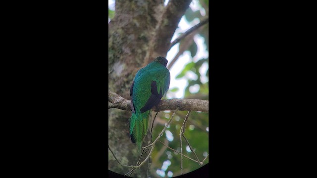 White-tipped Quetzal - ML650833097